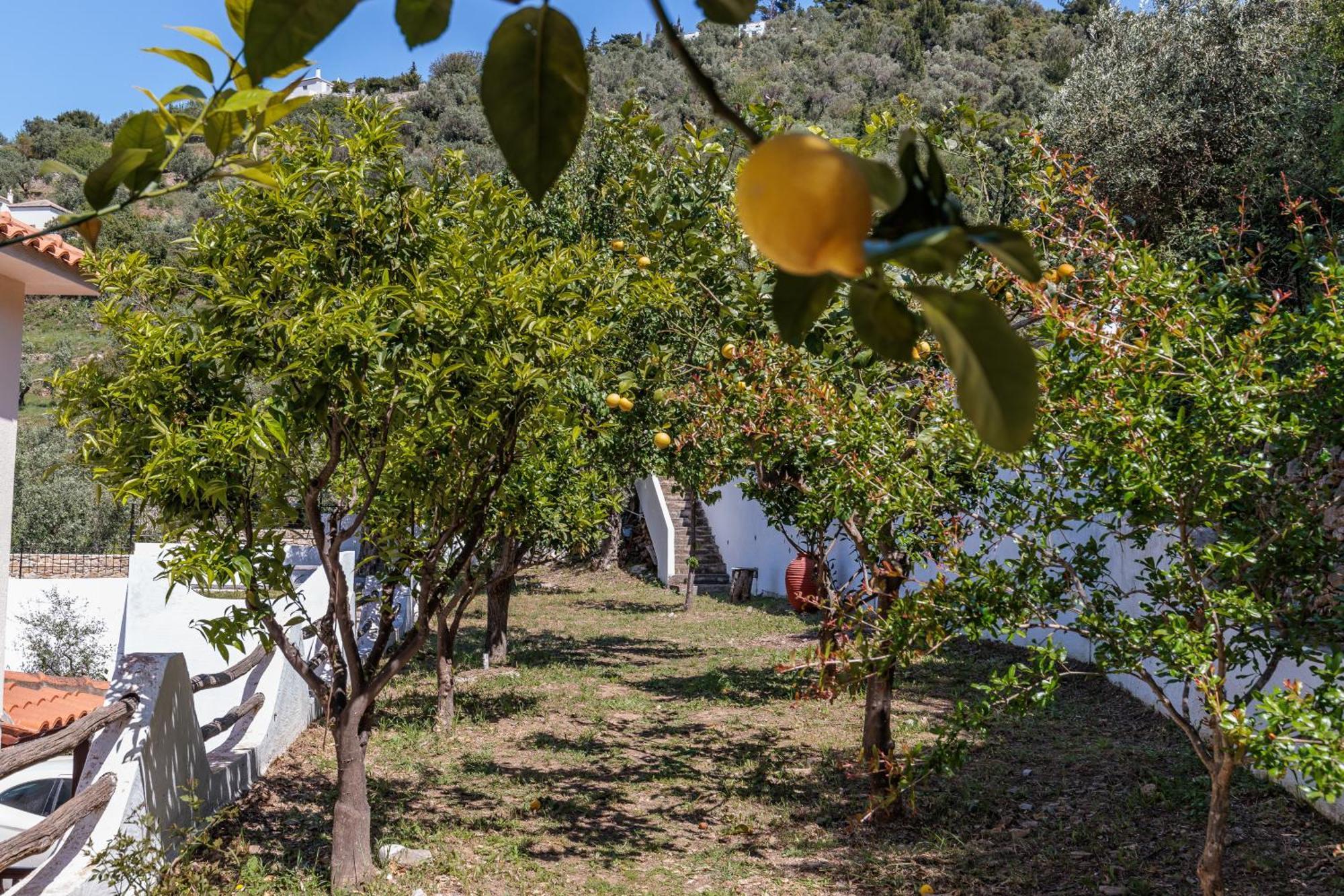 Naiades Superior Apartments In Skopelos With Sea View Close To The Town Exterior photo